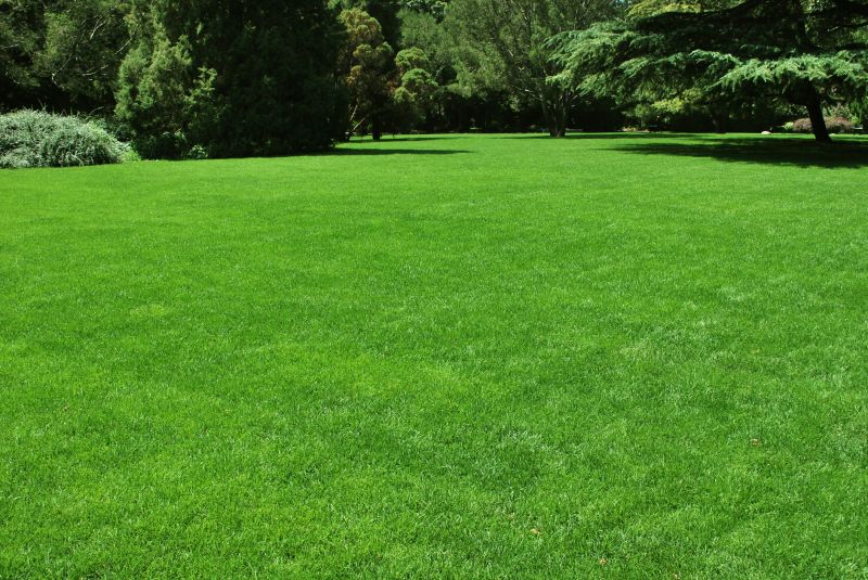Healthy Lawn Maintenance